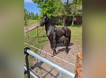 Friesian horses Mix, Stallion, , Black