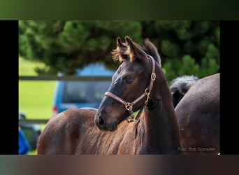 Friesian horses, Stallion, Foal (05/2023), Black