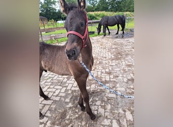 Friesian horses Mix, Stallion, Foal (05/2024), Black