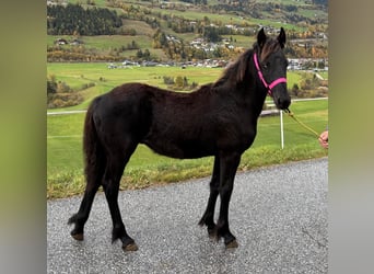 Friesian horses, Stallion, Foal (04/2026), Black