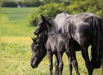 Friesian horses, Stallion, 