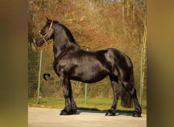 Friesian horses, Unknown, 9 years, 16.2 hh, Black