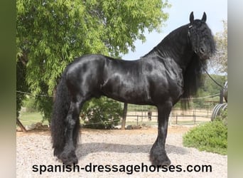 Frison, Étalon, 10 Ans, 165 cm, Noir