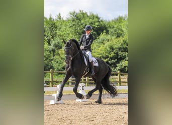Frison, Étalon, 10 Ans, 167 cm, Noir