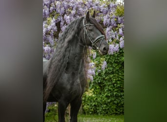Frison, Étalon, 10 Ans, 167 cm, Noir