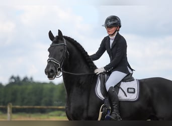 Frison, Étalon, 10 Ans, 167 cm, Noir