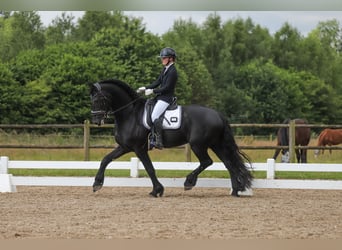 Frison, Étalon, 10 Ans, 167 cm, Noir
