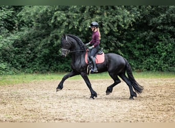 Frison, Étalon, 10 Ans, 167 cm, Noir