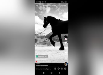 Frison, Étalon, 10 Ans, 170 cm, Noir