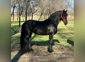 Frison, Étalon, 11 Ans, 165 cm, Noir
