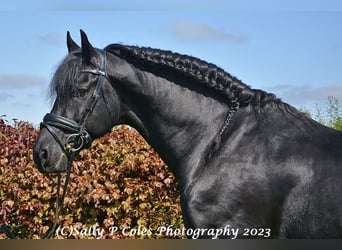 Frison, Étalon, 11 Ans, Noir