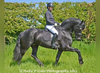 Frison, Étalon, 11 Ans, Noir