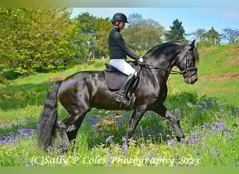 Frison, Étalon, 11 Ans, Noir