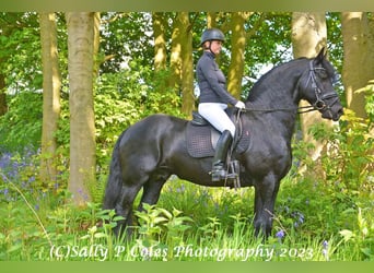 Frison, Étalon, 11 Ans, Noir