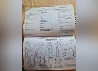 Frison, Étalon, 12 Ans, 170 cm, Noir