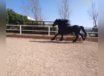 Frison, Étalon, 12 Ans, 170 cm, Noir