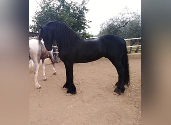 Frison, Étalon, 12 Ans, 170 cm, Noir