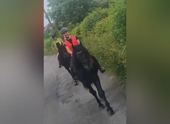 Frison, Étalon, 14 Ans, 162 cm, Noir