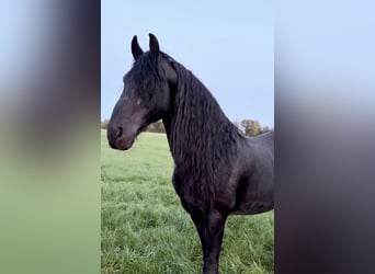 Frison, Étalon, 15 Ans, 167 cm, Noir