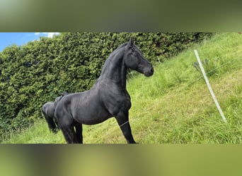 Frison, Étalon, 19 Ans, Noir