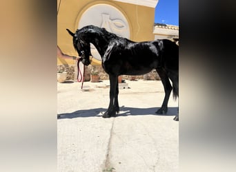 Frison, Étalon, 1 Année, 148 cm, Noir