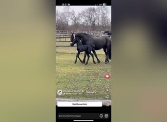 Frison, Étalon, 1 Année, 148 cm, Noir