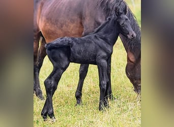 Frison Croisé, Étalon, 1 Année, 162 cm, Noir