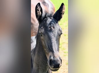 Frison Croisé, Étalon, 1 Année, 162 cm, Noir