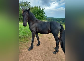 Frison, Étalon, 1 Année, Bai brun foncé