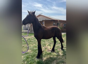 Frison, Étalon, 1 Année, Noir