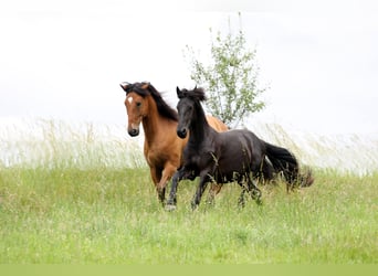 Frison, Étalon, 2 Ans, 154 cm, Bai brun foncé
