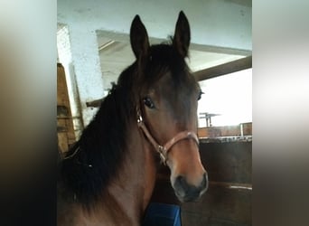 Frison Croisé, Étalon, 2 Ans, 155 cm, Bai