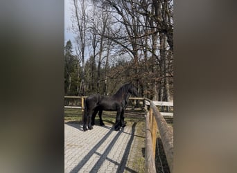 Frison, Étalon, 2 Ans, 155 cm, Noir