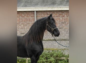 Frison, Étalon, 2 Ans, 165 cm