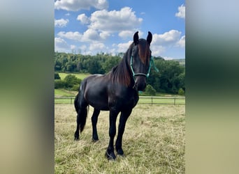 Frison, Étalon, 2 Ans, 165 cm, Noir