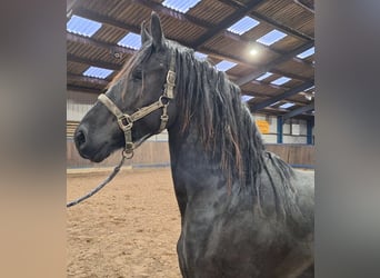Frison, Étalon, 2 Ans, 165 cm, Noir