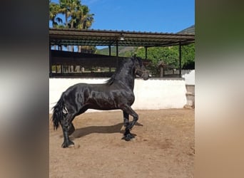 Frison, Étalon, 2 Ans, 168 cm, Noir