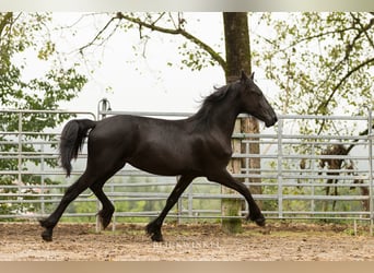 Frison, Étalon, 2 Ans, Noir