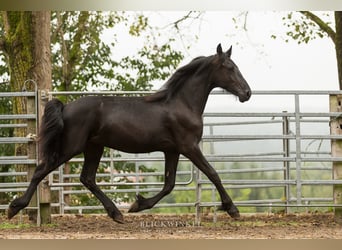 Frison, Étalon, 2 Ans, Noir