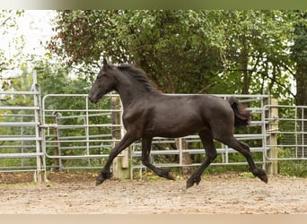Frison, Étalon, 2 Ans, Noir