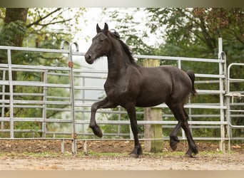 Frison, Étalon, 2 Ans, Noir