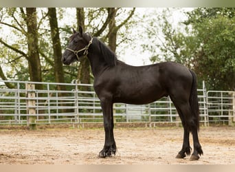 Frison, Étalon, 2 Ans, Noir