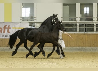 Frison, Étalon, 2 Ans, Noir