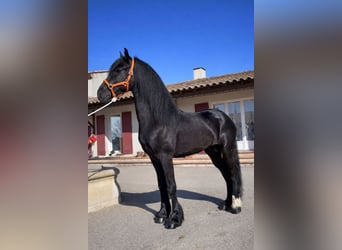 Frison, Étalon, 3 Ans, 148 cm, Noir