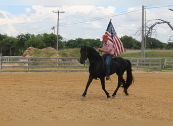 Frison, Étalon, 3 Ans, 152 cm, Noir