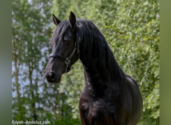 Frison, Étalon, 3 Ans, 156 cm, Noir