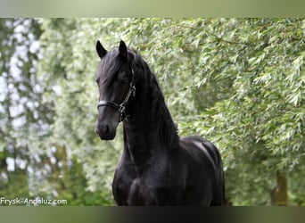Frison, Étalon, 3 Ans, 160 cm, Noir