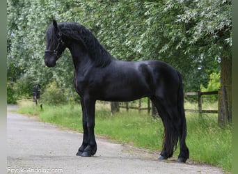 Frison, Étalon, 3 Ans, 160 cm, Noir