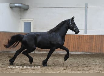 Frison, Étalon, 3 Ans, 160 cm, Noir