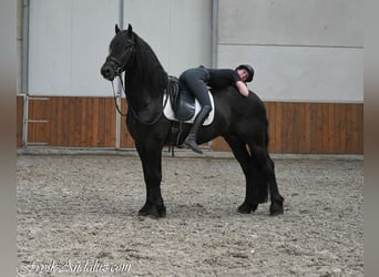 Frison, Étalon, 3 Ans, 162 cm, Noir